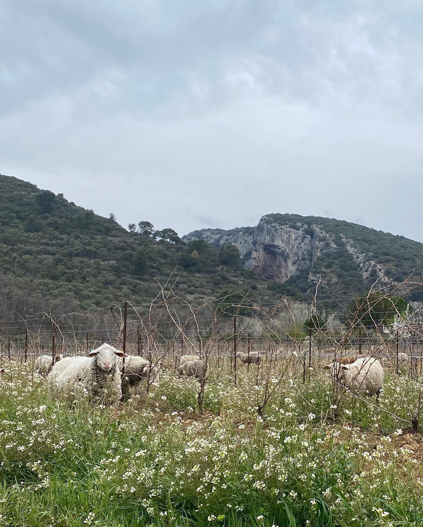 Apolline 2024 | Vin blanc 5L