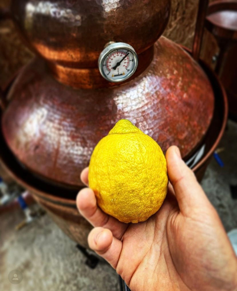 Soleil vert | Absinthe artisanale et insulaire