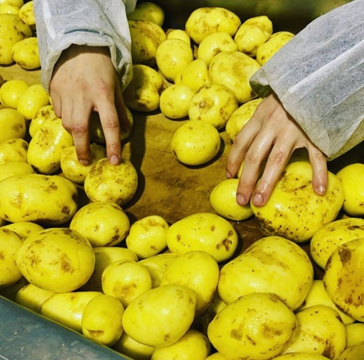 Chips artisanales au vinaigre de Champagne