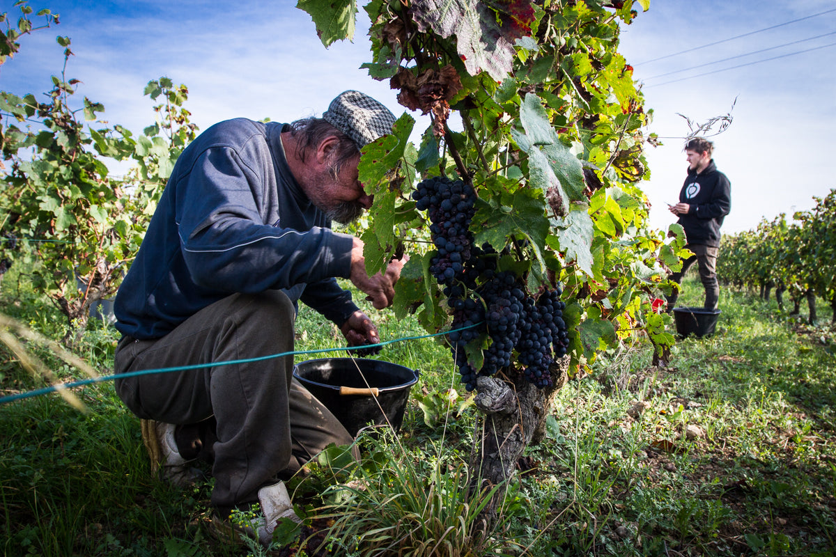 Frileuse - Romorantin 2023