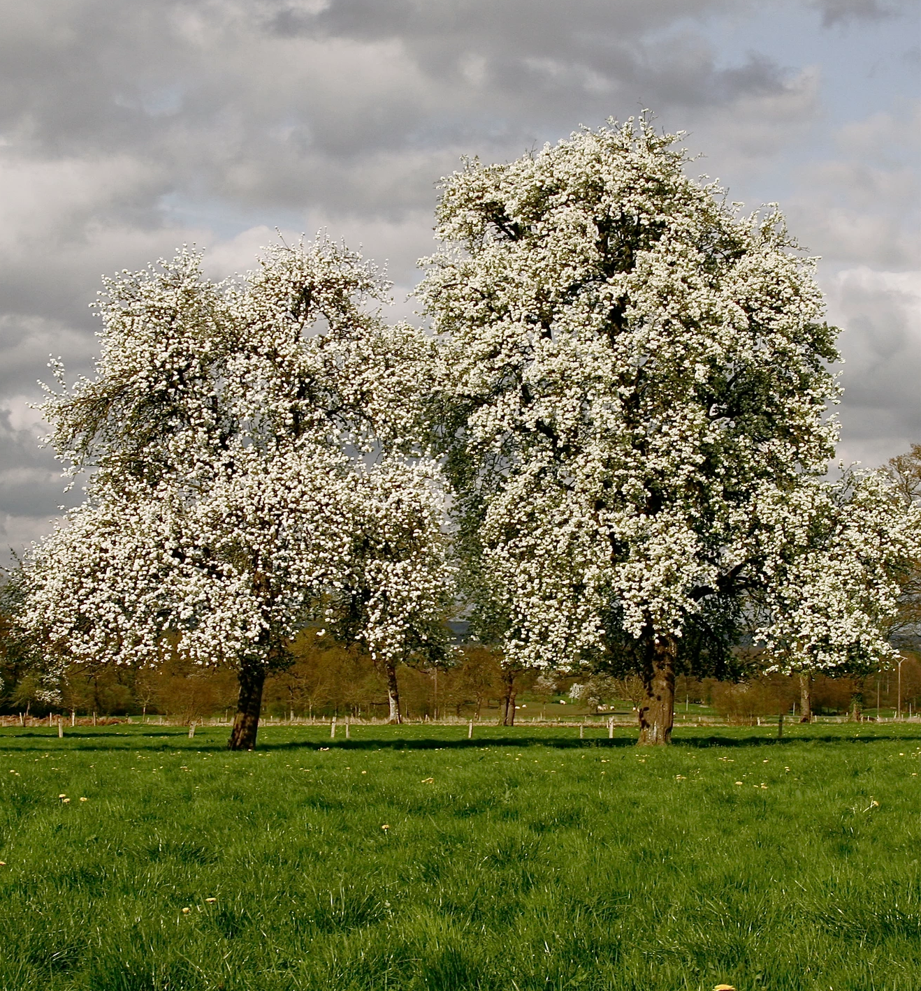 Pyrus | Pommeau de poire non filtré