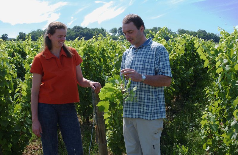 Les Morandes 2023 | Bourgogne Mâcon Vinzelles 2023