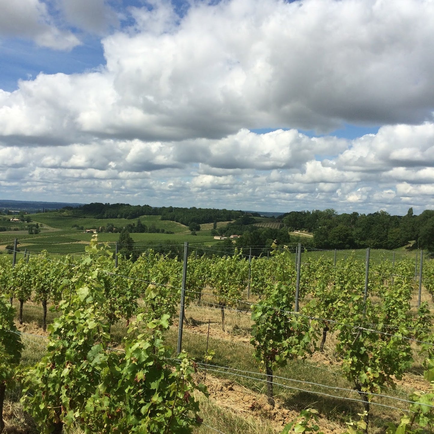 Bergecrac blanc 2023