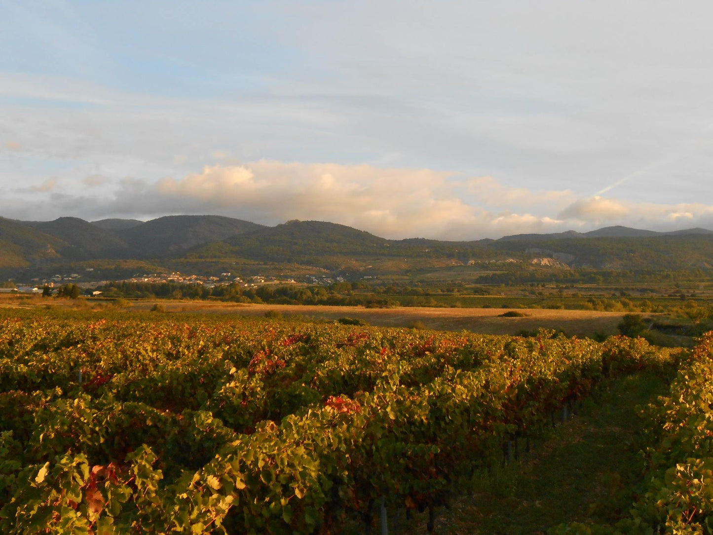 Tralari | Vin rouge 3L/5L