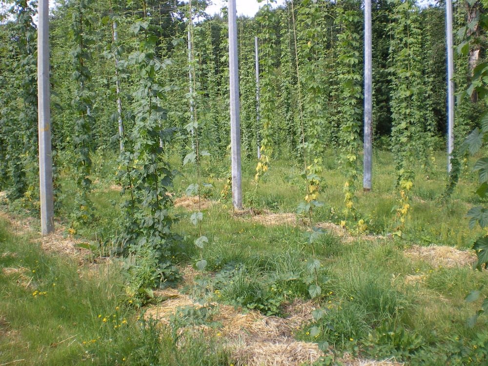 Papaveraceae | Whisky paysan