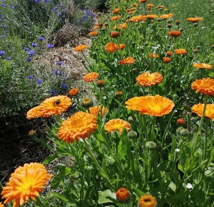 Verveine citronnée | Infusion