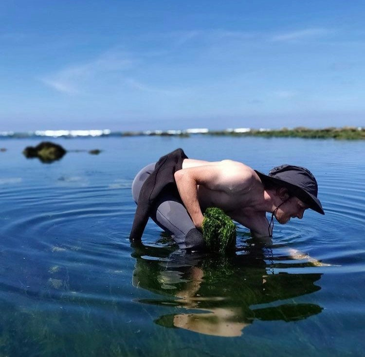 Nori séchées