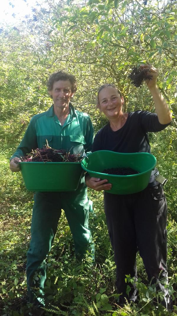 Sirop des fées | Sirop de fleur de sureau