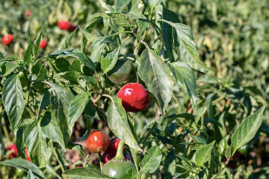 Paprika doux fumé