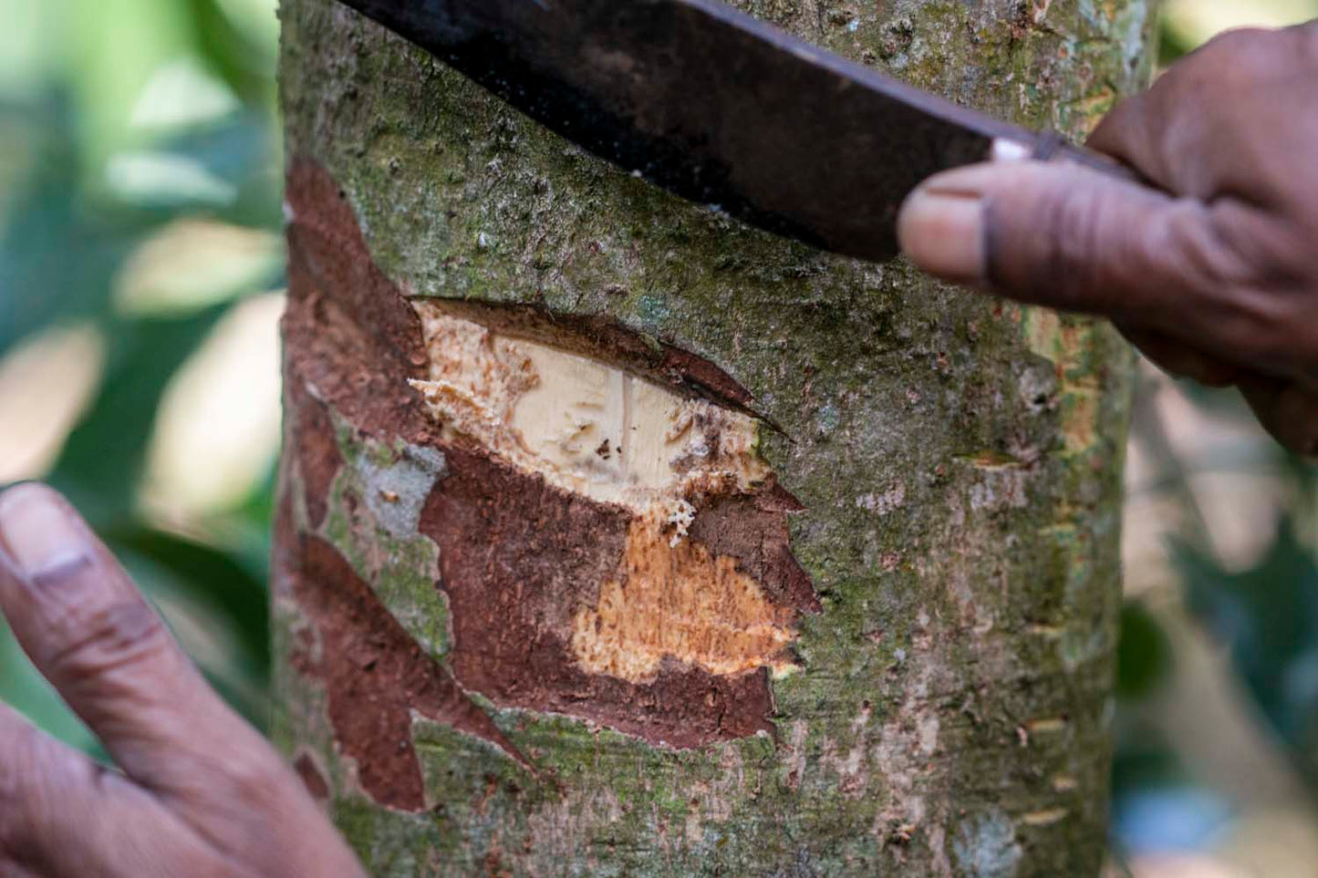 Canelle Cassia d'Indonésie