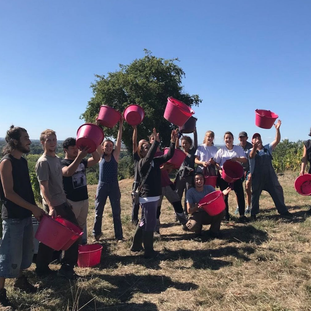 Au fil des vignes | Vin rouge 5L