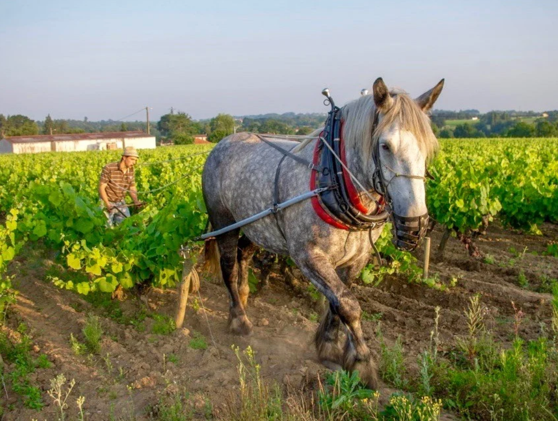 Muscadet | Vin blanc 3L/5L