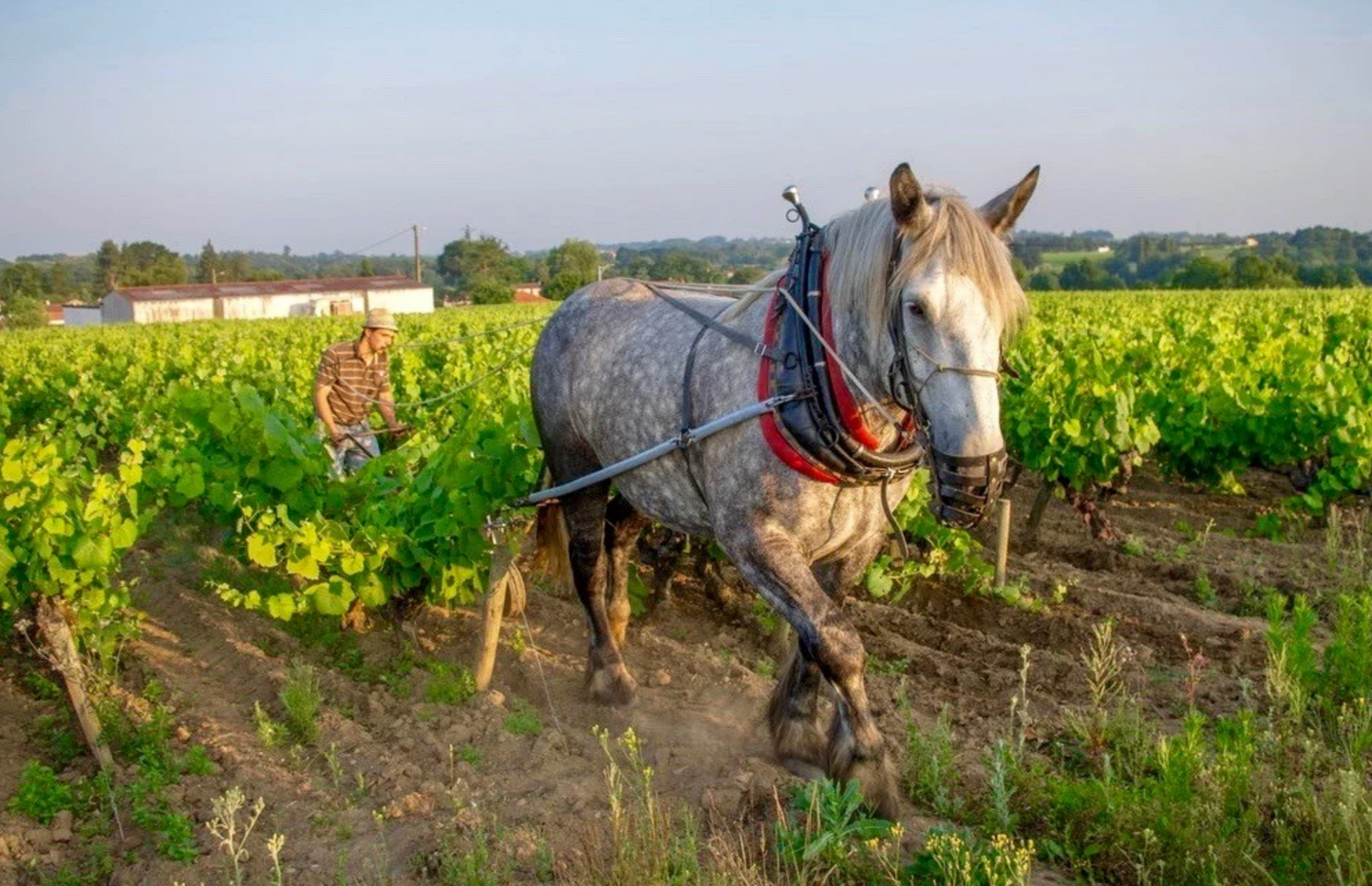 Les vignes du bourg
