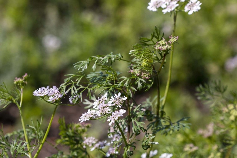 Graines de coriandre de la Drôme