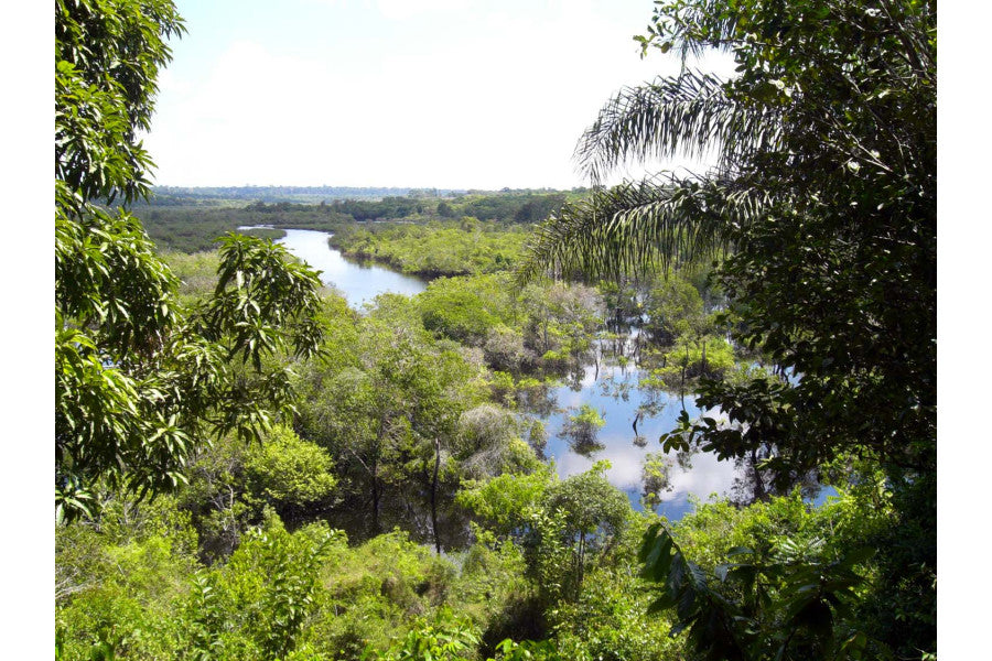 Fèves de tonka sauvage