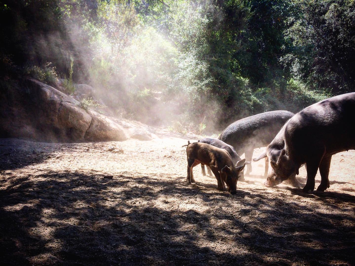 Saucisse sèche artisanale