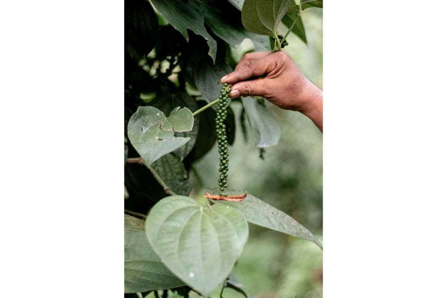 Poivre noir de Tellicherry