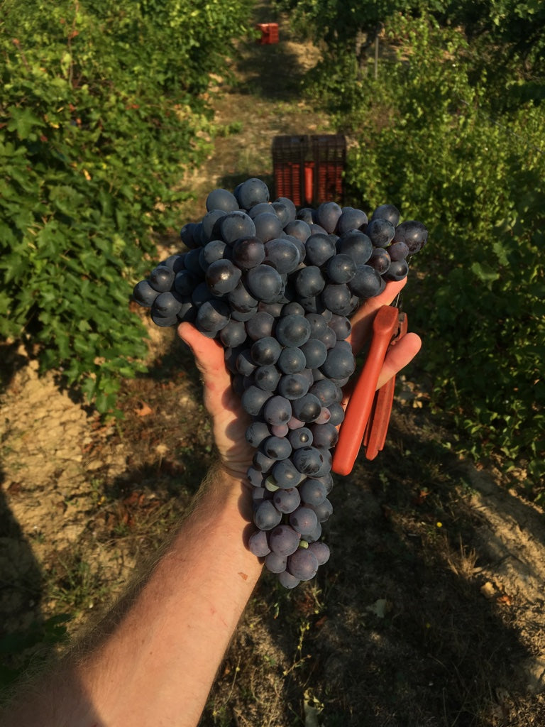 R O S É | Vin rosé