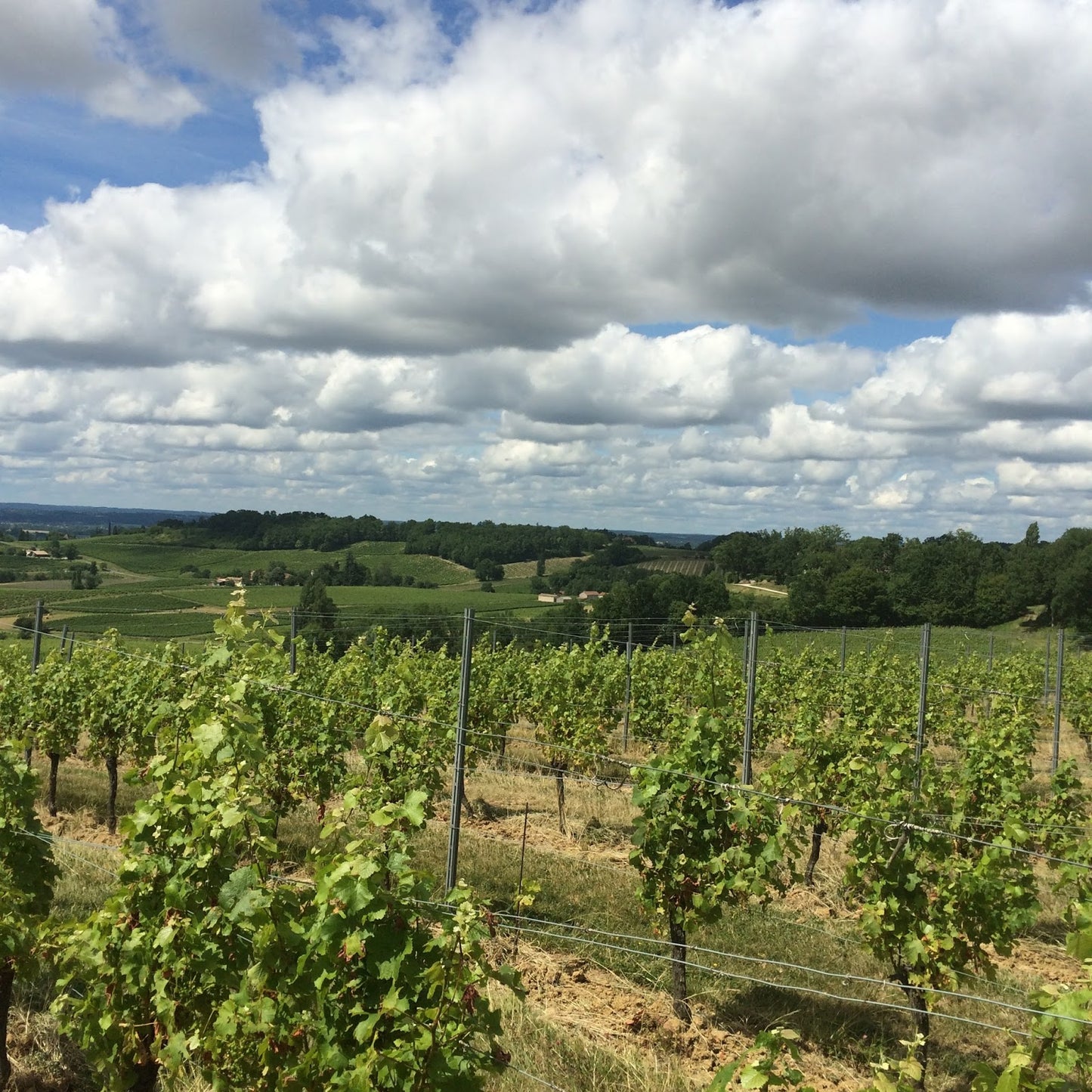 Monbazar | Vin blanc liquoreux
