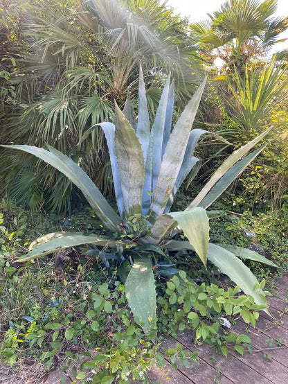 Machete | Eau de vie d'agave type "Mezcal" 100% breton !