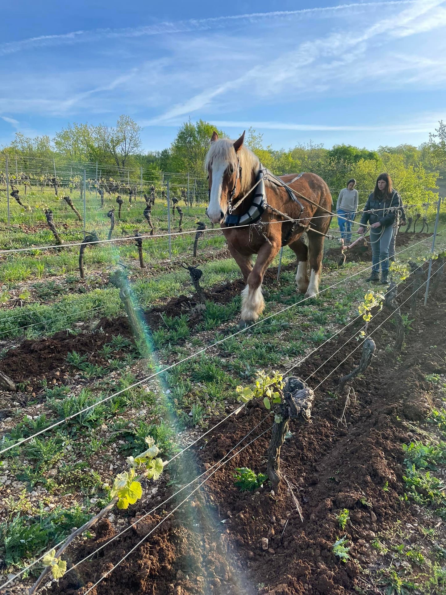 Lac aux cochons 2021