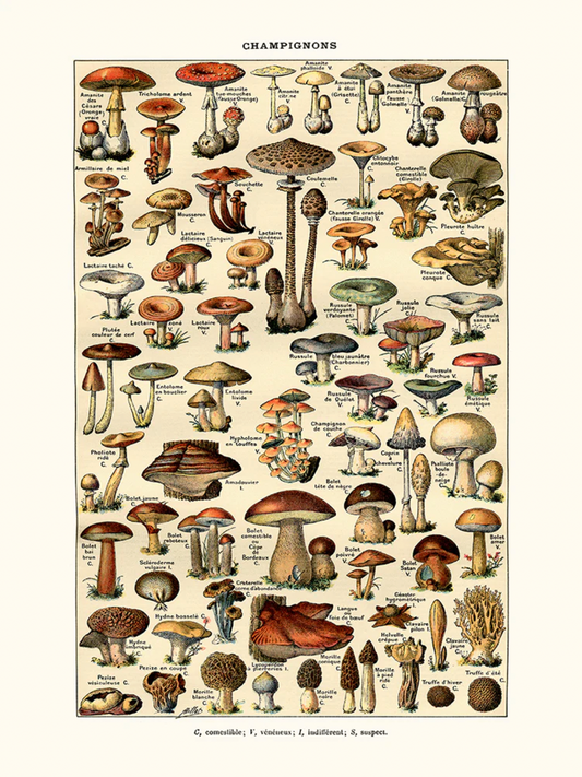 Champignons