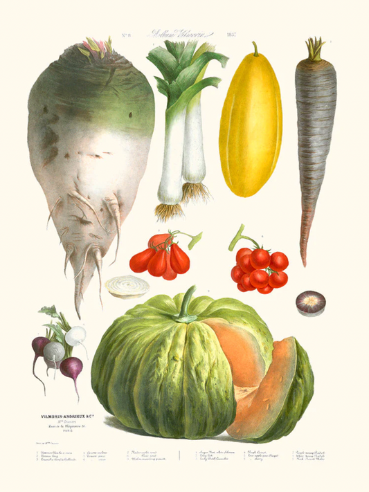 Légumes anciens n°8