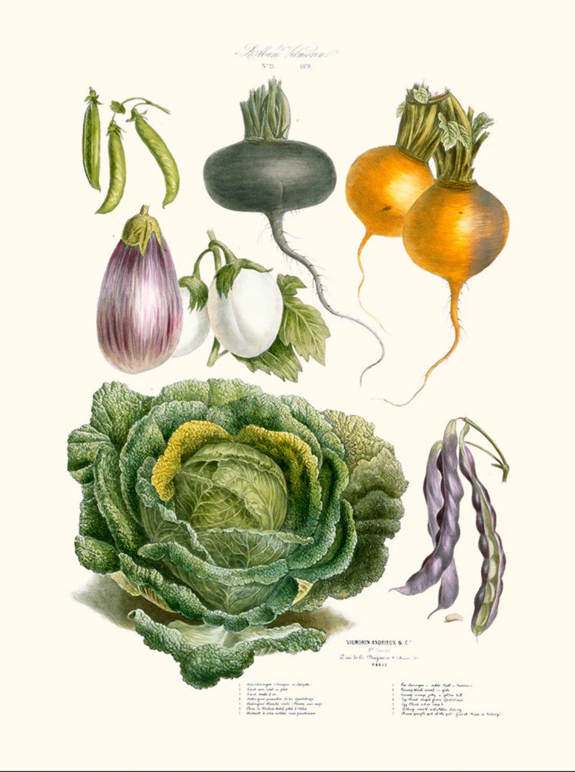 Légumes anciens n°21