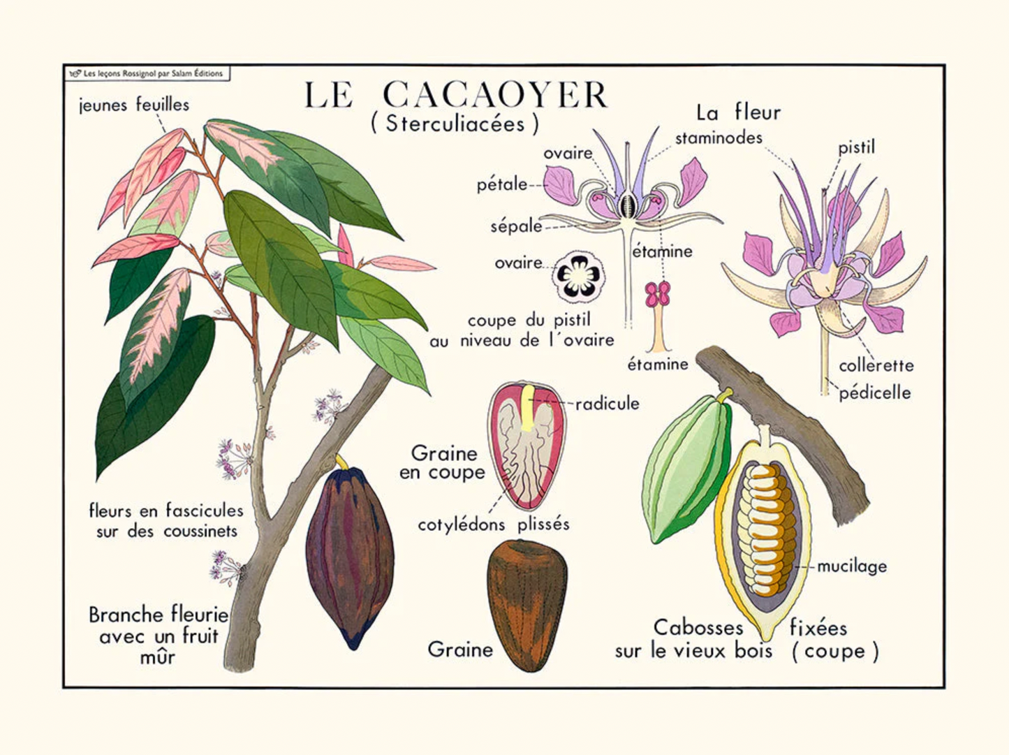 Le cacaoyer