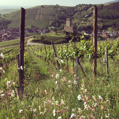 Le Schlouk 2023 (1L!) | Vin orange