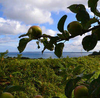 Les Jardins | Cidre brut