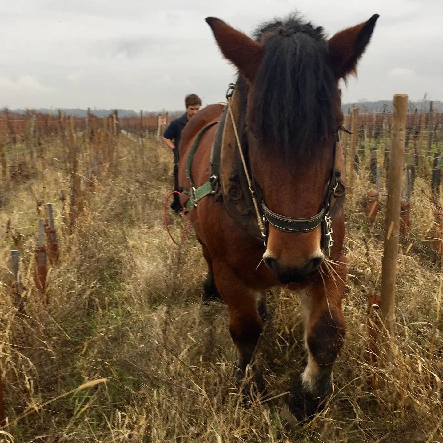 Le Schlouk 2023 (1L!) | Vin orange