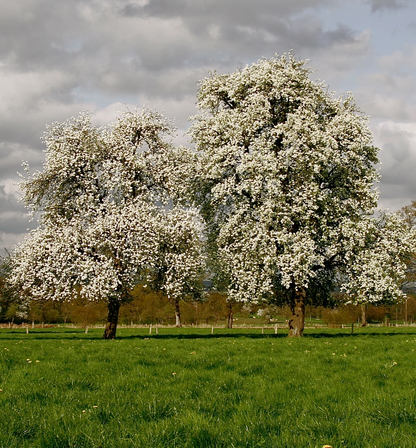 Pyrus | Pommeau de poire