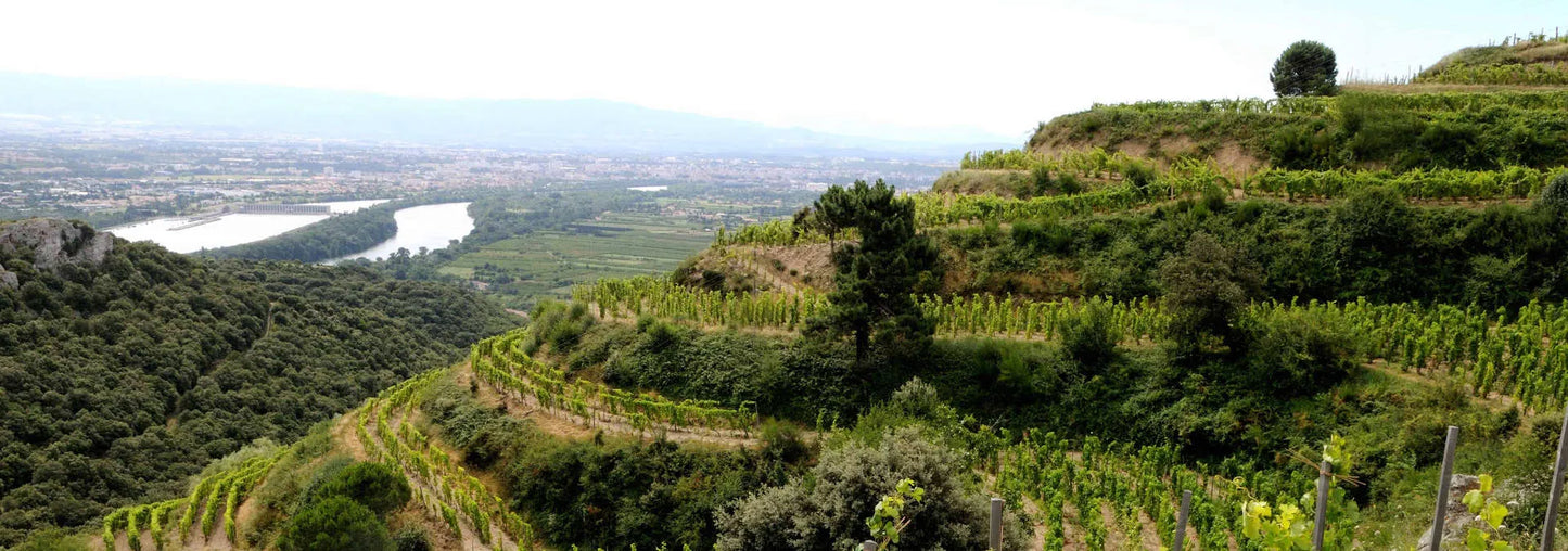 No Wine's Land 2023