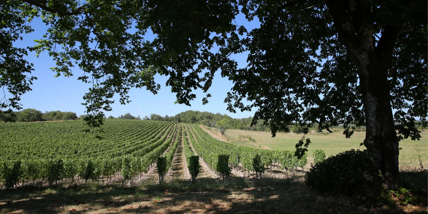 Lac aux cochons 2021