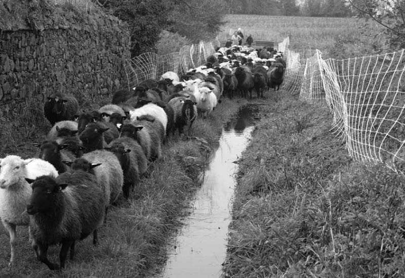 Rillettes de soutien à l'agriculture paysanne | Cochon bio de plein air