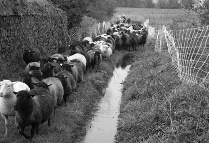 Rillettes de soutien à l'agriculture paysanne | Cochon bio de plein air