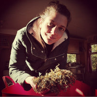 Camomille Romaine | Infusion