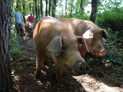 Pâté de campagne