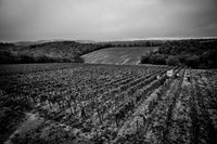 Nectar des dieux | Blanc