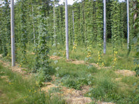 Papaveraceae | Whisky paysan