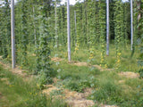 Papaveraceae | Whisky paysan