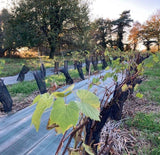 Ligne Roz | Vin rosé