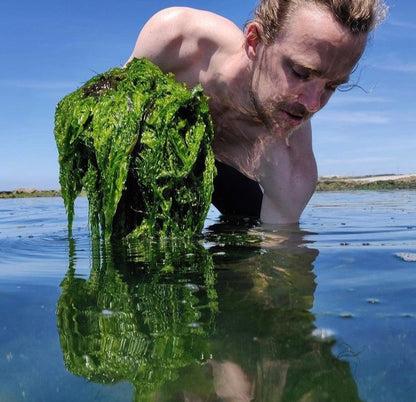 Tartare d'algues au naturel