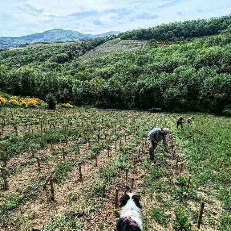 The Toxic Gamay'nger 2022