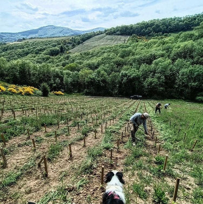 The Toxic Gamay'nger 2022