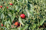 Paprika doux