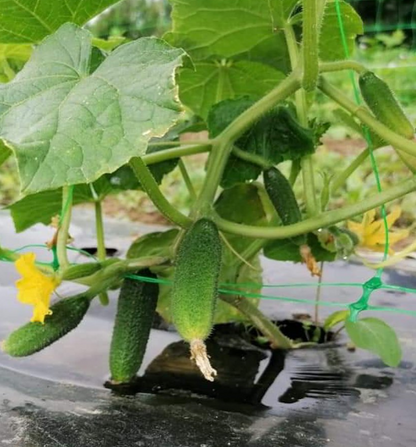 Cornichons au vinaigre de cidre