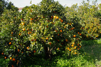 Confiture de mandarines