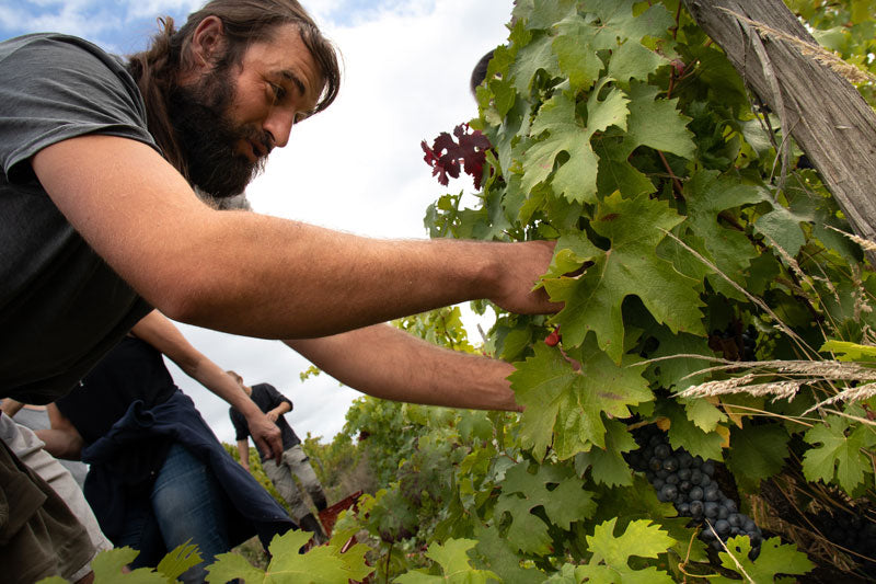 Ça grolleau'te 2023 | Vin rosé